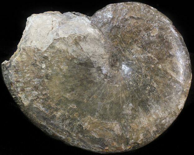 Phylloceras Ammonite Fossil - England #42665